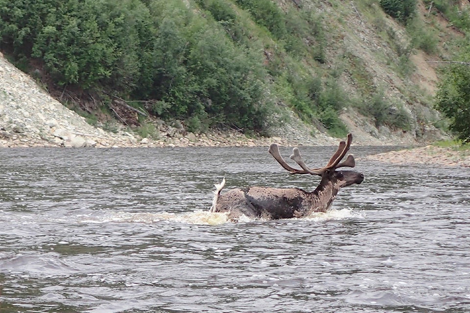 13053093_web1_1.-Fortymile-caribou_web