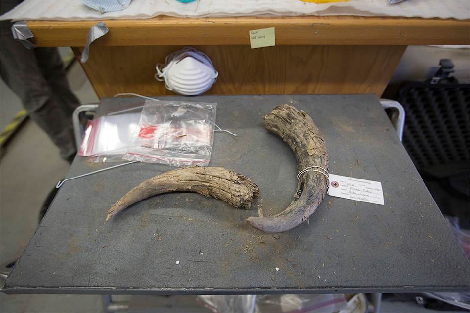 14131832_web1_181023_YKN_Tar-pits-and-bison-horns_407WB