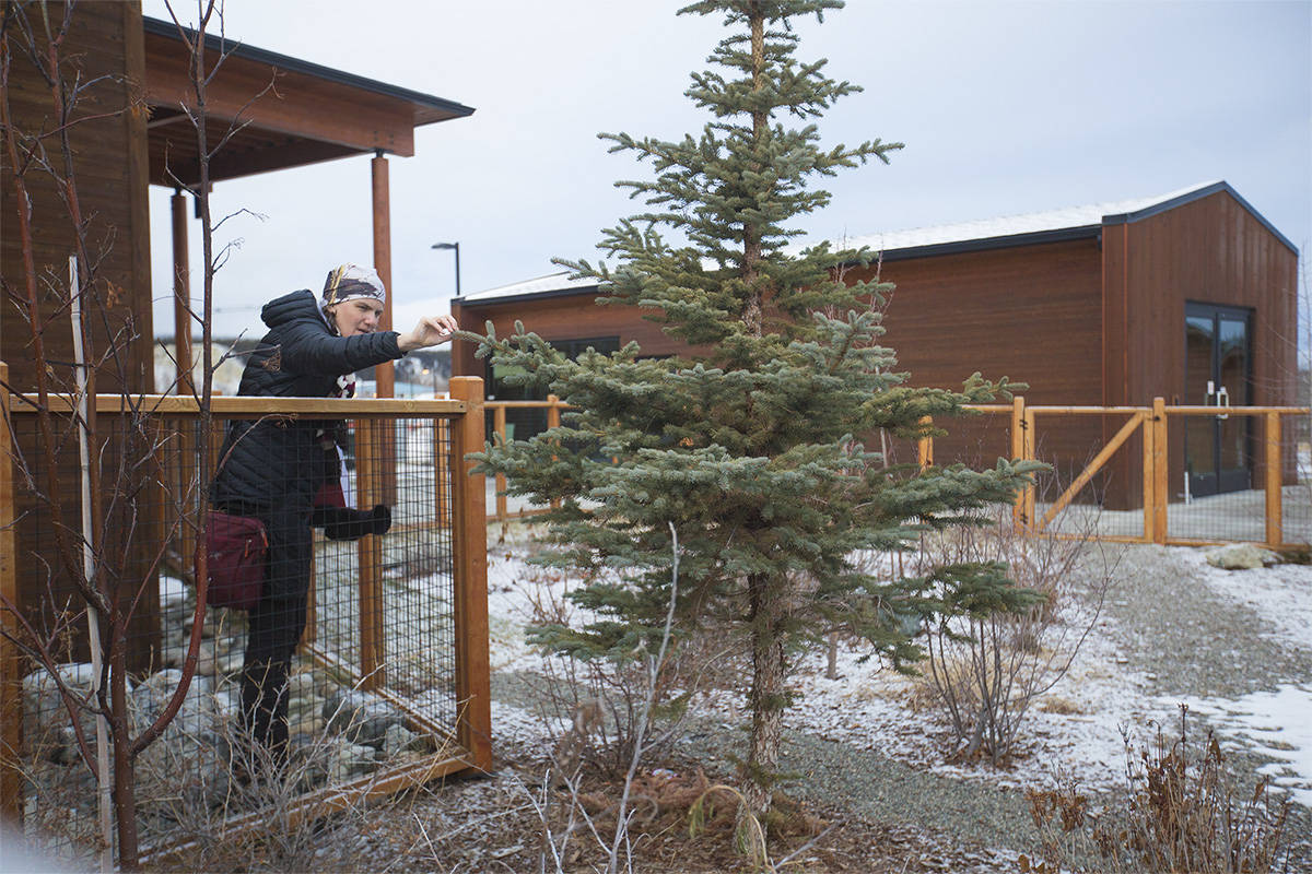Yukon Yuletide How to find the perfect Christmas tree Yukon News