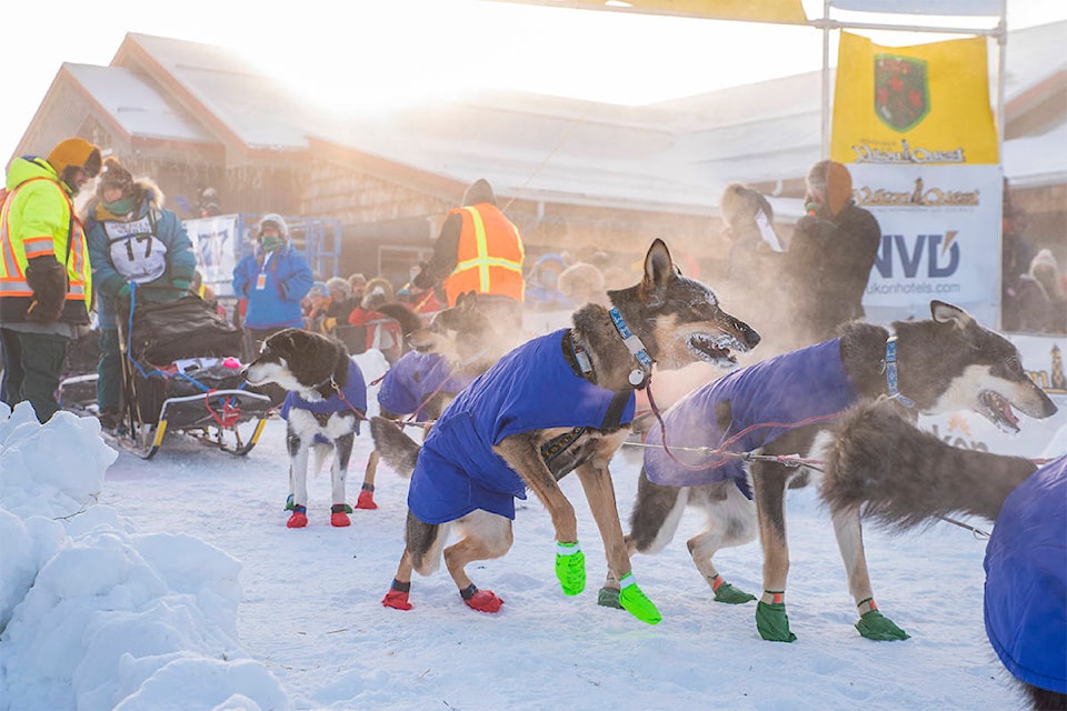 16126331_web1_1_Whitehorse_StartLine_YukonQuest2019_SethAdams-184WB