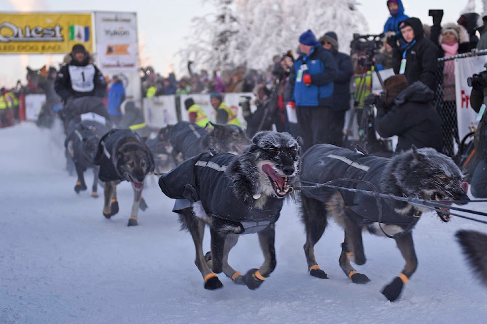 Richie Beattie and his team leave the start chute of the Yukon Quest 1,000 Mile International Sled Dog Race at the Morris Thompson Cultural and Visitors Center in Fairbanks, Alaska, on Feb. 1. Beattie was the first of 15 mushers in this year’s race to hit the trail. (John Hopkins-Hill/Yukon News)