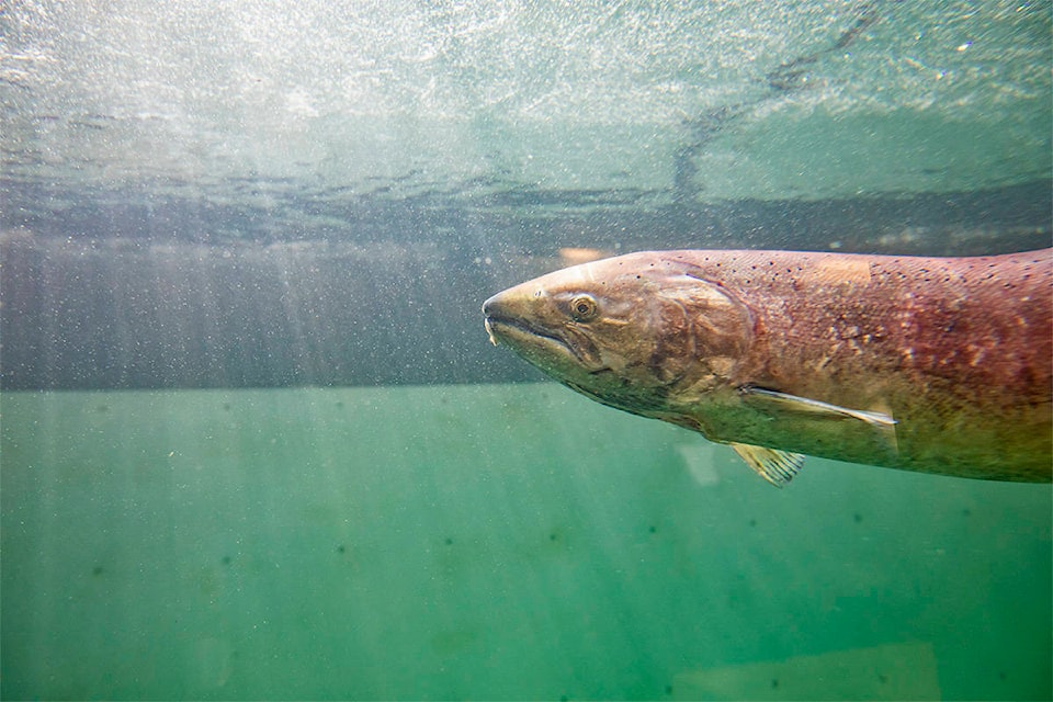 22345216_web1_200807_YKN_news_fish_update-wb_1