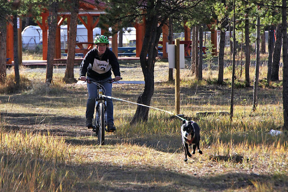 Claudia Wickert starts the one-mile bikejor at Hot Hounds race hosted by the Dog Powered Sports Association of the Yukon on Sept. 20 at Mount Lorne. (John Hopkins-Hill/Yukon News)