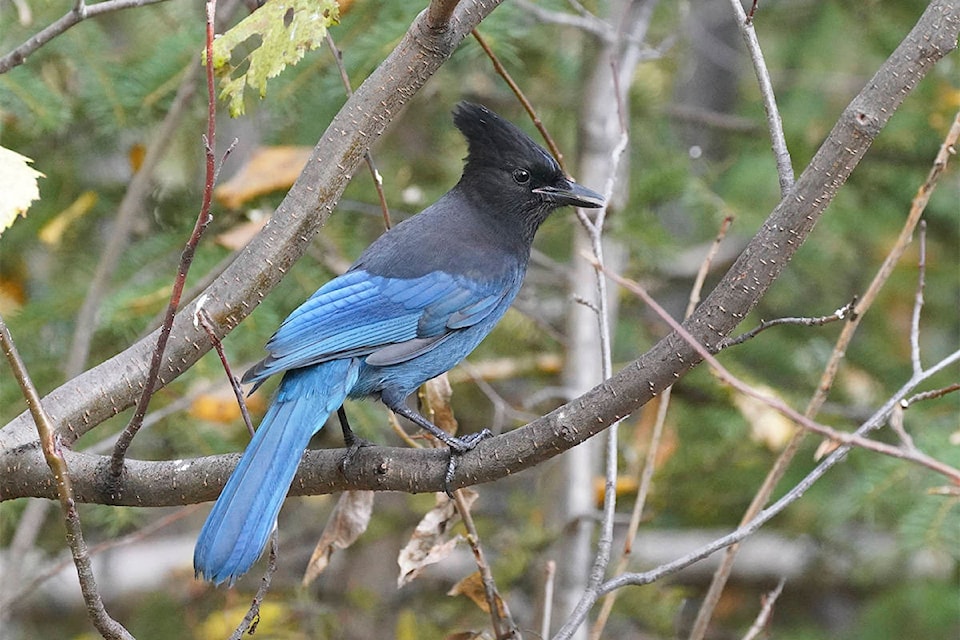 23049335_web1_201021_YKN_envFR_stellerjay-wb_1