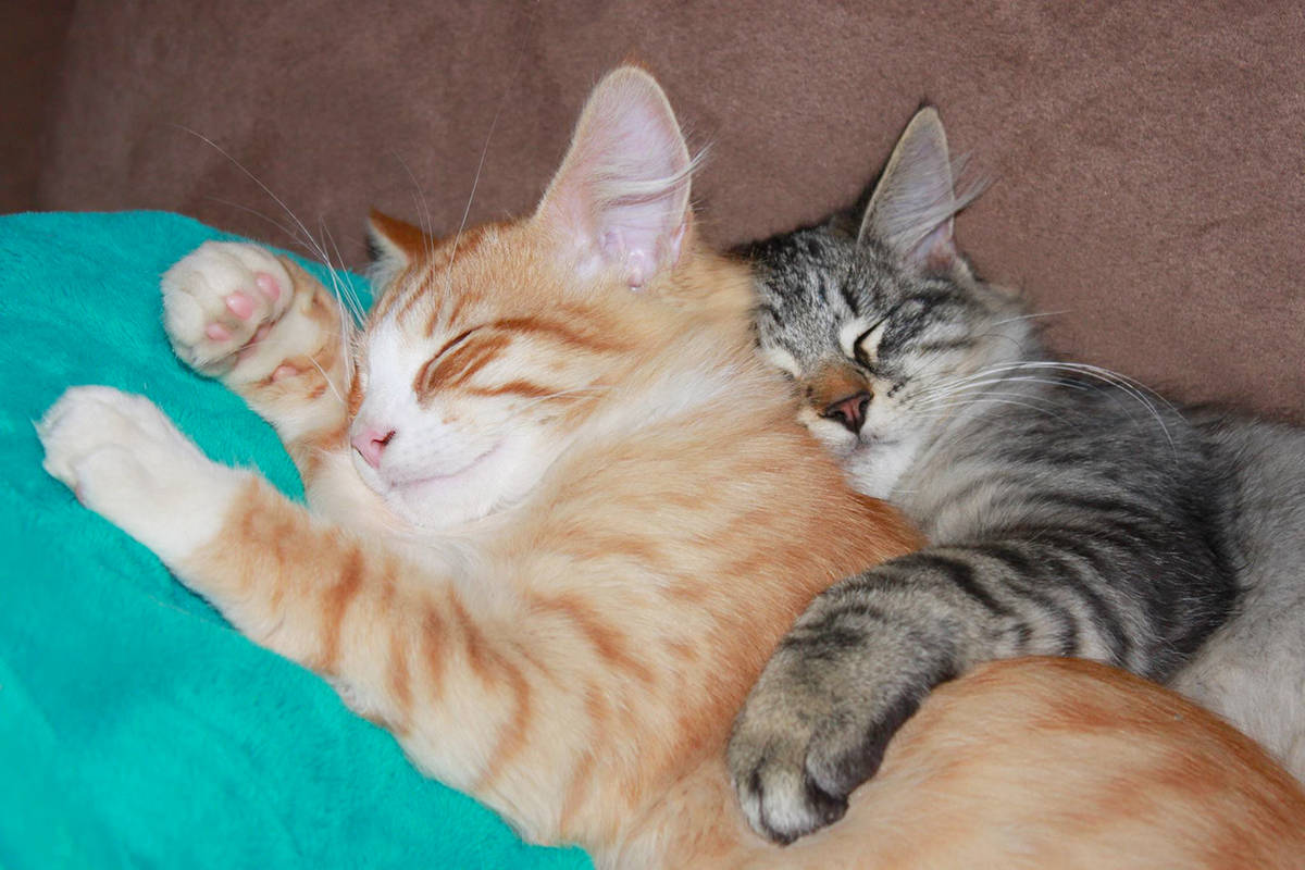 Konas Coalition also recruits and screens foster homes for animals in need.