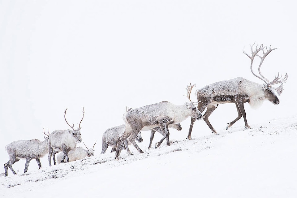 In pictures: The Porcupine caribou - Yukon News
