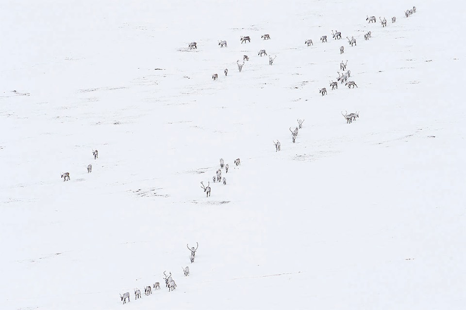 Lines of caribou stream out of the mountains near the Yukon and Northwest Territory border. The caribou took four days to pass the border in a seemingly endless procession. The herd is one of the few barren ground caribou herds with a healthy population. In 2017, the latest population estimate for the Porcupine caribou herd was 218,000. (Peter Mather/Yukon News)
