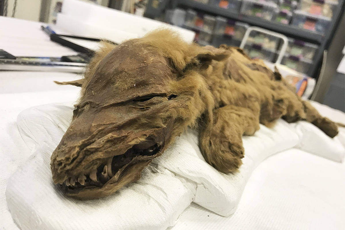 Mummy' wolf pup unearthed in permafrost paints a picture of ice age  ancestors - Yukon News