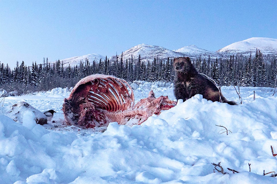 A wolverine visits the remains of a bison carcass killed by Yukon hunters in the Kloo Lake area. Hunters and trappers have reported an increase in wolverines visiting the bison kills in the area over the last few years. (Peter Mather/Yukon News)