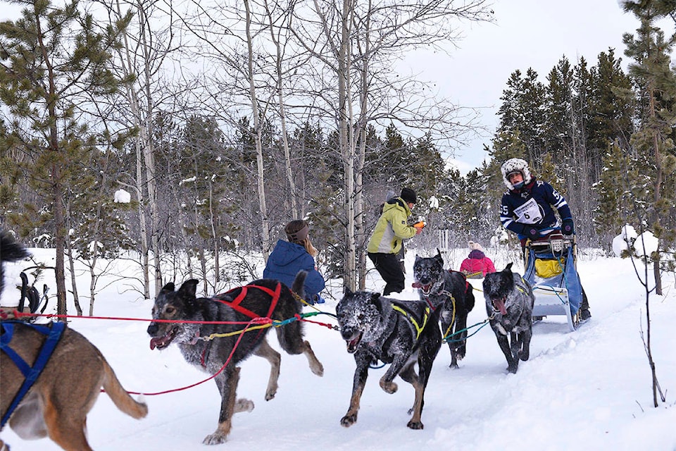 Maria Metzen off the start line of the Yukon Dog Mushers Association’s sled dog race on Jan. 9. (Gabrielle Plonka/Yukon News)