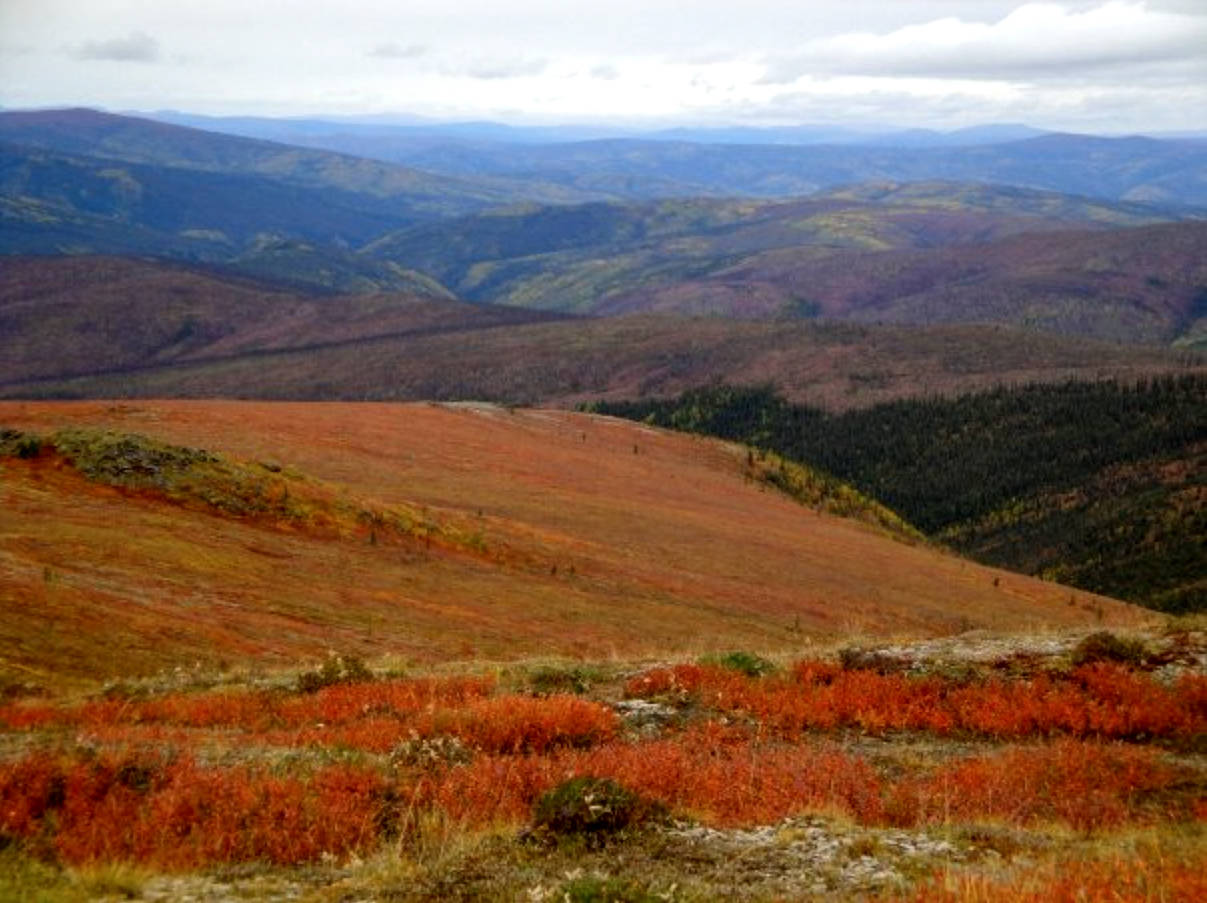 The Top of the World Highway winds peak-to-peak with sprawling views. In September, the dwarf shrubs and grasses turn rich autumn colours. Amy Attas photo