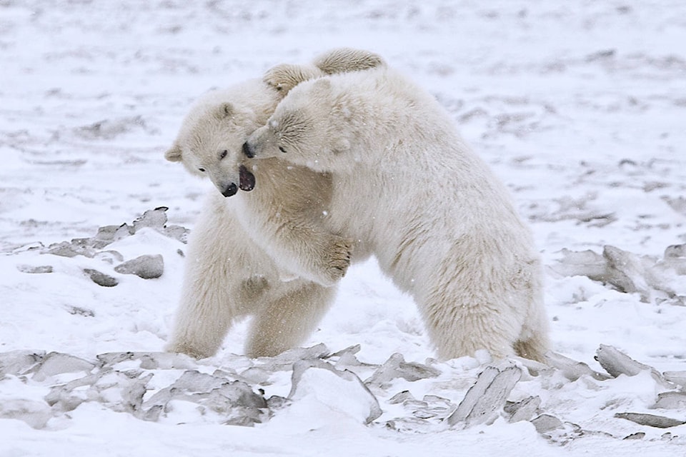 24302636_web1_Polar_Bear_ANWR_8