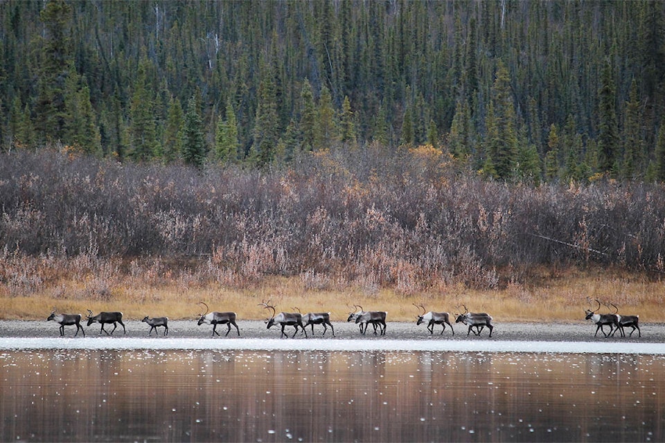 24568332_web1_101912-caribou1WB