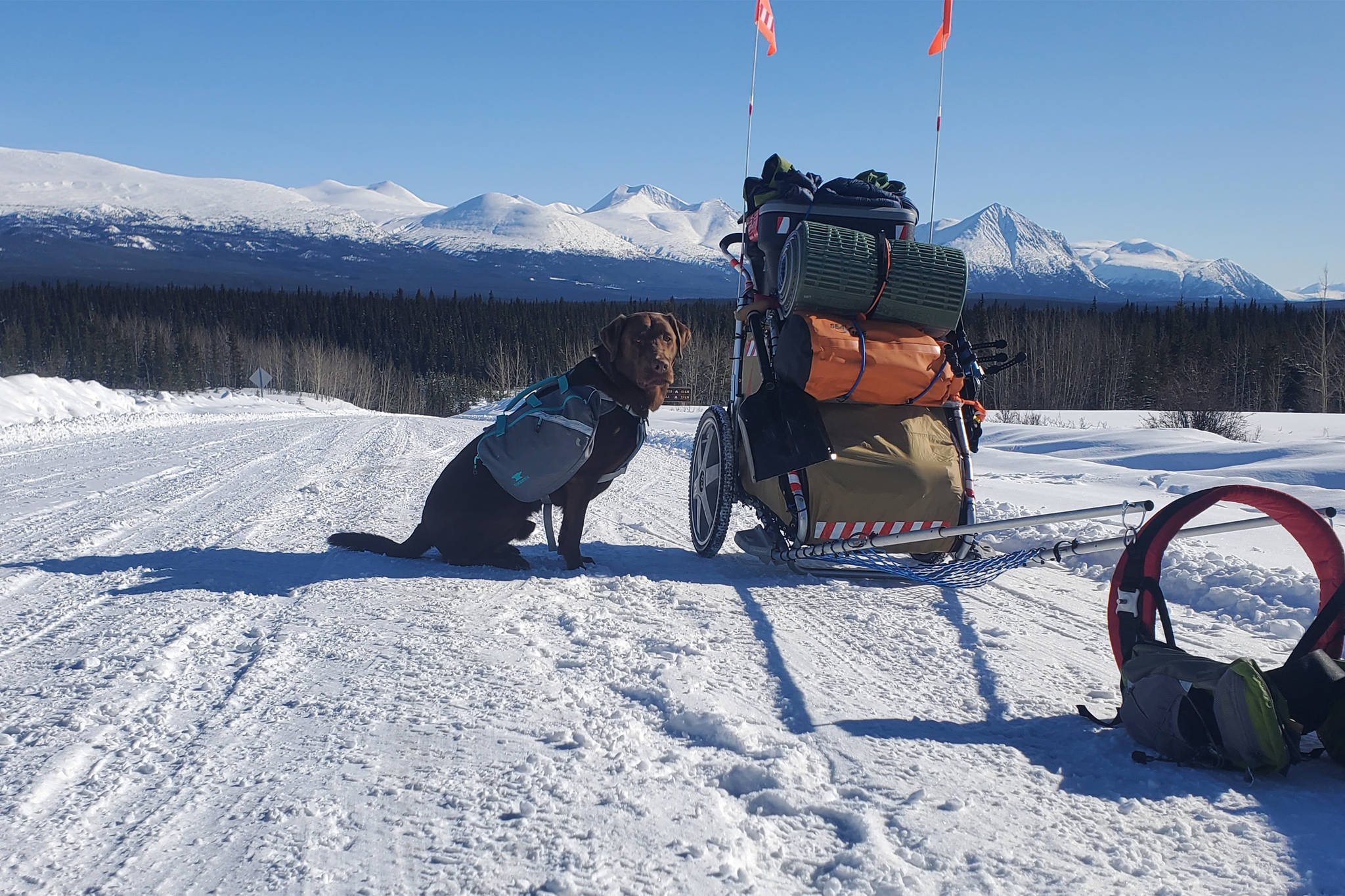 Dawson the dog sits next to the Chariot Patrick Jackson has loaded and rigged up to walk the Dempster Highway from where it begins, off the North Klondike Highway, to the Arctic Circle. (Submitted)
