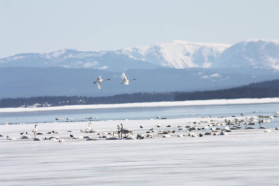 Swans seen at Swan Haven on Marsh Lake on April 18. (Stephanie Waddell/Yukon News)
