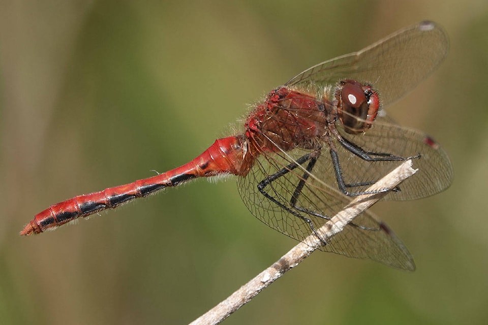 25991469_web1_210730_YKN_news_FRONT_dragonflies-wb_2
