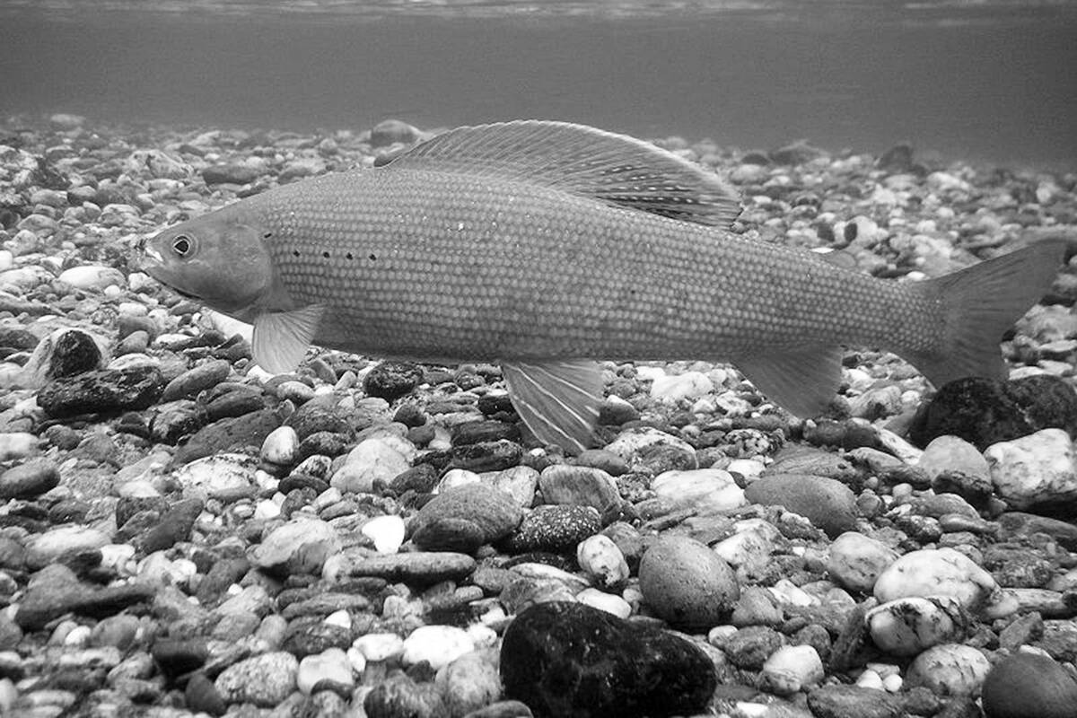 learn all about the Yukon's arctic grayling - Yukon News
