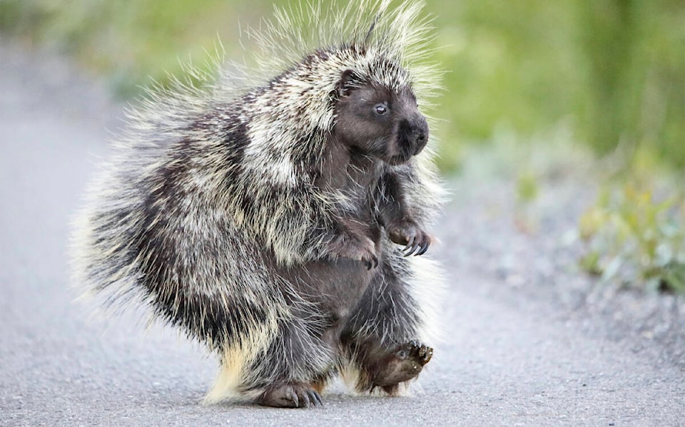 29619383_web1_220701_YKN_front_porcupines-wb_1