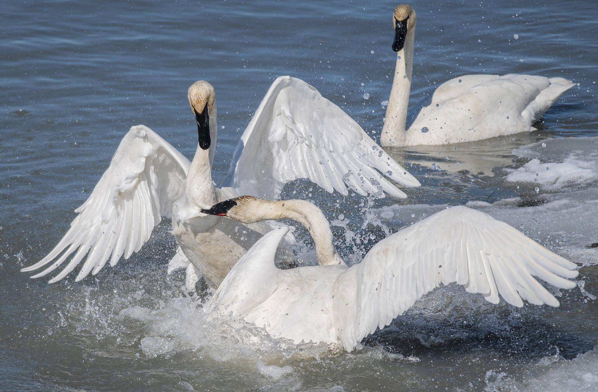 Trumpeter swans get into a tussle on the Tagish River on April 18, 2021. (Mike Thomas/Submitted)