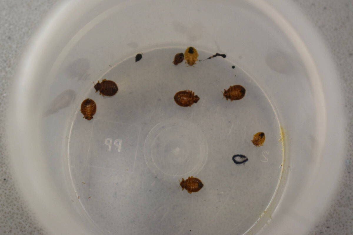 ‘Life changes because of bed bugs’ Tenants plead for Yukon Housing