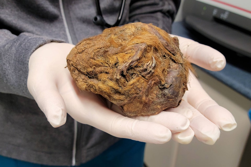 A person holds a mummified Arctic ground squirrel uncovered near Dawson City, Yukon, in a handout photo. The 30,000-year-old animal is set to go on display this May at the Yukon Beringia Interpretive Centre. (HO-Yukon Territorial Government/Canadian Press)