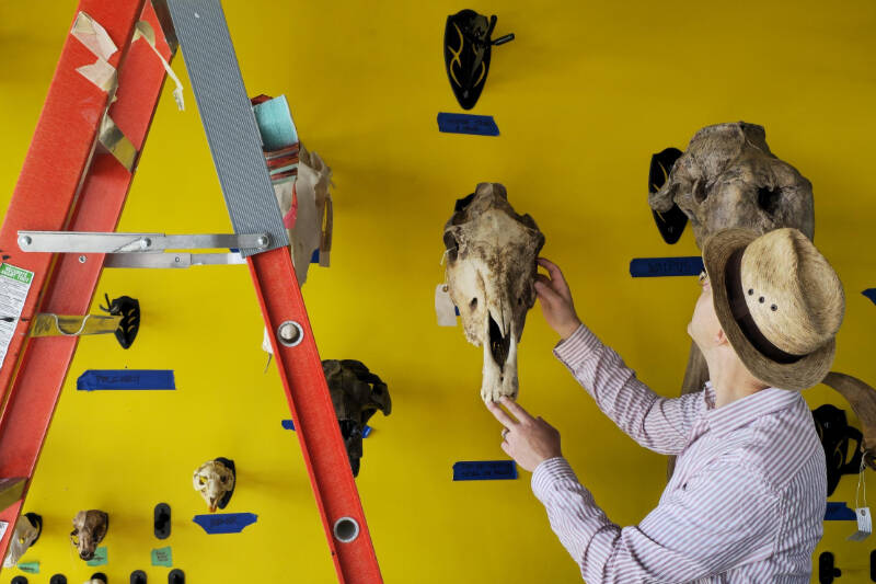 Yukon paleontologist Grant Zazula places a fossilized horse skull onto one of the new exhibits. (Submitted/Yukon Beringia Interpretive Centre)