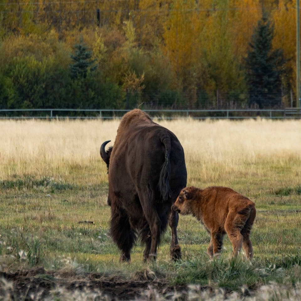 Pair of late season bison calves suggests health of Yukon Wildlife