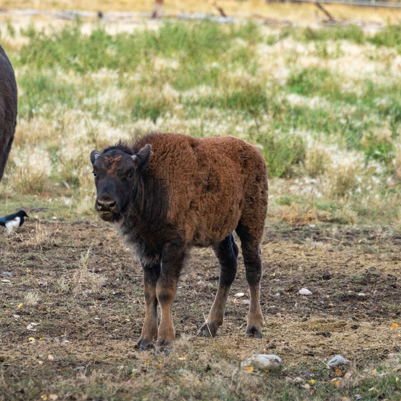 Pair of late season bison calves suggests health of Yukon Wildlife