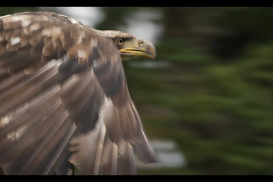 Joel Luet’s photo entry triumphs the Yukon News Wildlife Fall Photo Contest 2023. According to judge and award-winning professional photographer Mike Thomas, the framing, motion blur and clean background add to this dramatic capture of an eagle in flight - excellently composed. (Joel Luet/Submitted).