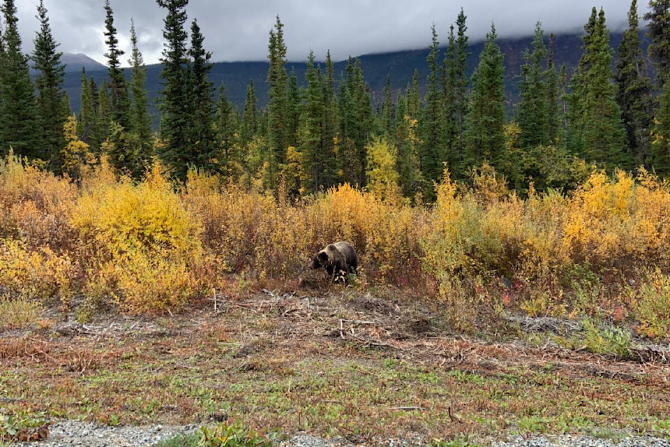 34509898_web1_231115_YKN_news_GRIZZLIES_647-wb_1